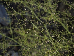 Eriogonum glandulosum