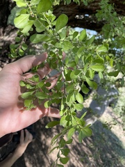 Condalia hookeri