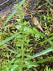 Scutellaria lateriflora