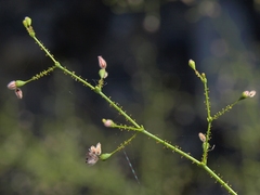 Eriogonum glandulosum