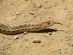 Pituophis catenifer catenifer