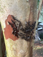 Cerastipsocus venosus