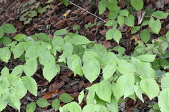 Cornus florida urbiniana