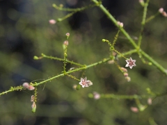Eriogonum glandulosum