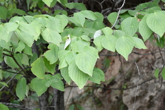 Cornus florida urbiniana