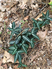 Chimaphila maculata