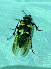 Nicrophorus orbicollis