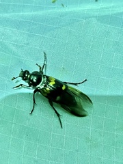 Nicrophorus orbicollis