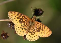 Boloria bellona