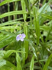 Veronica scutellata
