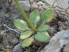 Eriogonum glandulosum