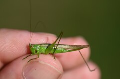 Conocephalus fasciatus