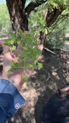 Condalia hookeri