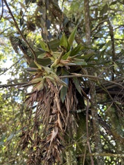 Tillandsia biflora