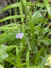 Veronica scutellata