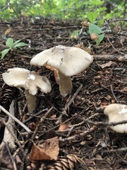 Entoloma strictius