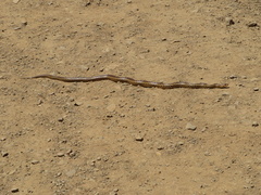 Pituophis catenifer catenifer