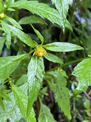 Bidens connata