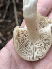 Entoloma strictius