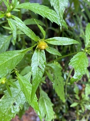 Bidens connata