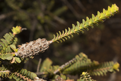 Melaleuca orbifolia