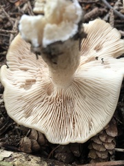 Entoloma strictius