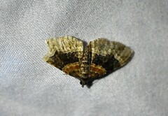 Xanthorhoe ferrugata