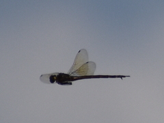 Somatochlora linearis