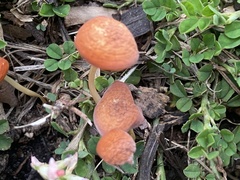 Marasmius vagus