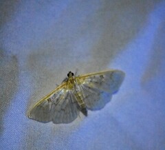 Herpetogramma