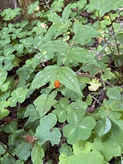 Prosartes smithii