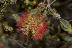 Melaleuca orbifolia