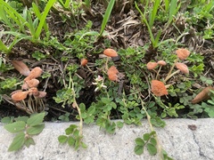 Marasmius vagus