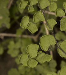 Adiantum chilense scabrum