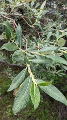 Salix alaxensis