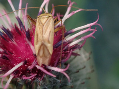 Adelphocoris quadripunctatus