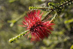 Melaleuca orbifolia