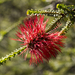 Melaleuca orbifolia - Photo 由 Sue Jaggar 所上傳的 (c) Sue Jaggar，保留部份權利CC BY-NC