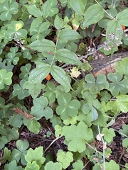 Prosartes smithii