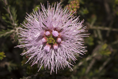 Melaleuca jonesii