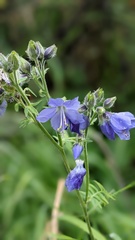 Polemonium acutiflorum