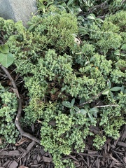 Cladonia furcata