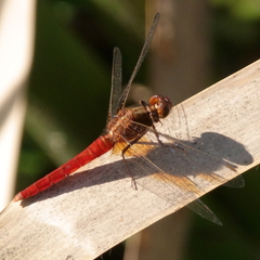 Rhodothemis lieftincki