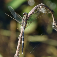 Orthetrum sabina