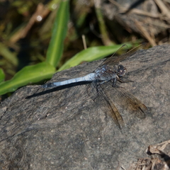 Orthetrum caledonicum