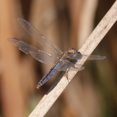Crocothemis nigrifrons