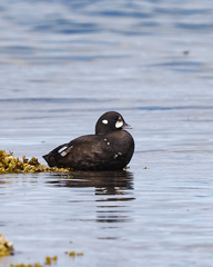 Histrionicus histrionicus