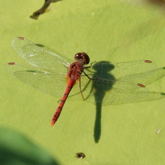 Diplacodes bipunctata