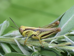 Melanoplus bivittatus