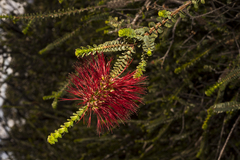 Melaleuca orbifolia